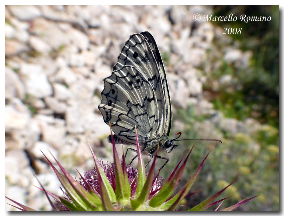 Insetti dalla Croazia: 4. Melanargia larissa (Satyrinae)